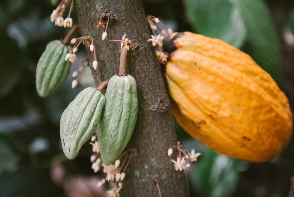 cay-cacao cay-cacao